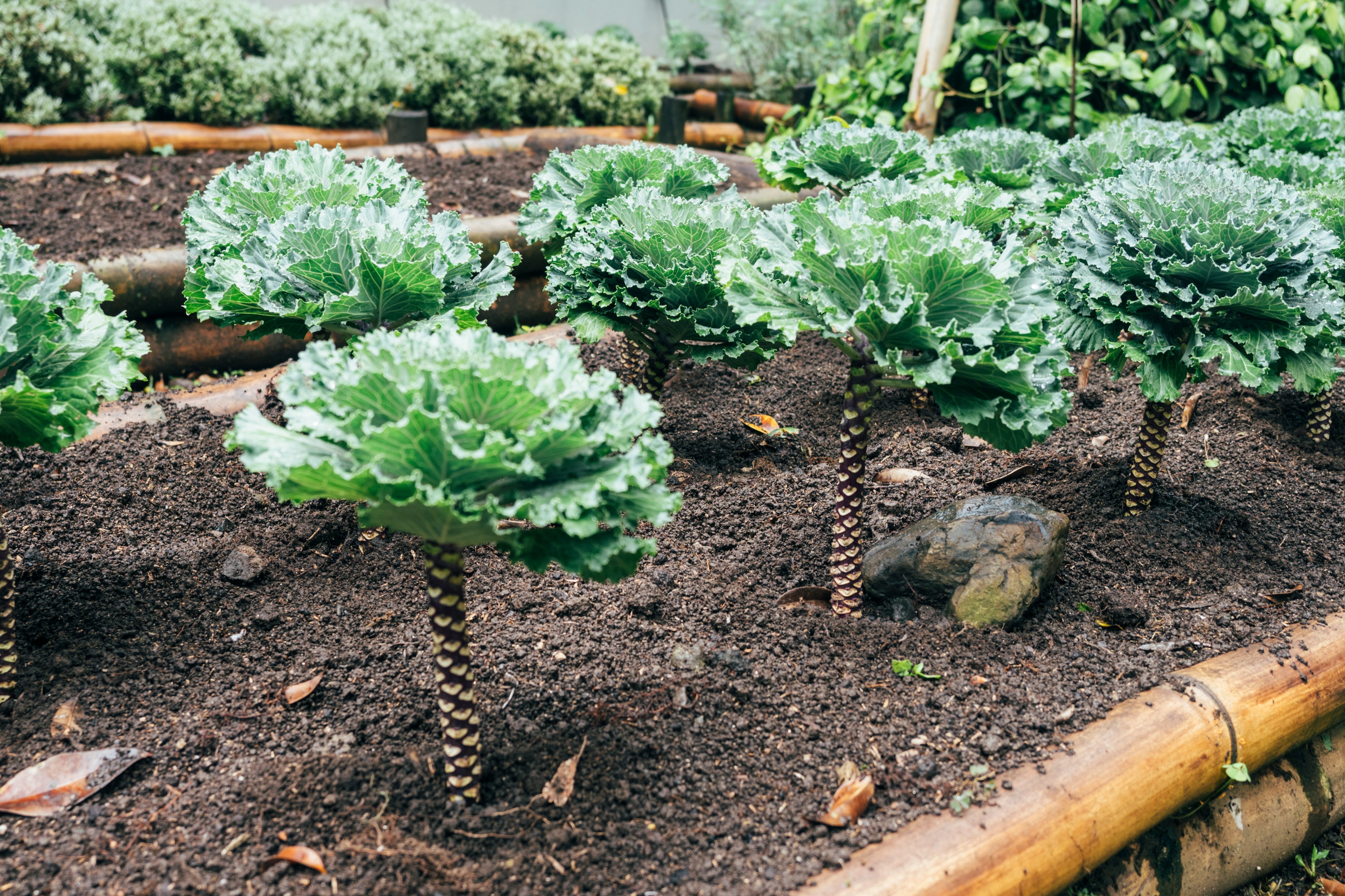 Top
											10 Companion Plants for Kale to Boost Your Garden's Growth